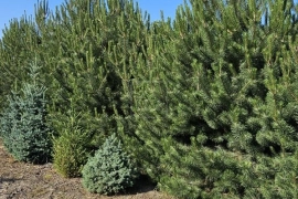 Дом с посадками хвойных растений на продажу