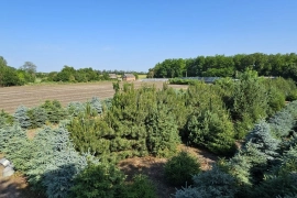 Дом с посадками хвойных растений на продажу